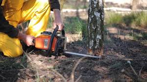 Best Fruit Tree Pruning  in Shelbyville, IN