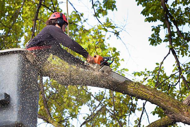 Best Commercial Tree Services  in Shelbyville, IN
