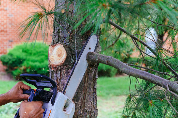 Best Tree Disease Treatment  in Shelbyville, IN